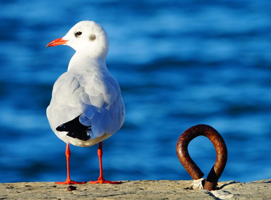 Mlad galeb na pomolu ob okroglem kovinskem nastavku za privez, v ozadju morje.